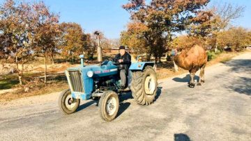 Traktörü ile güreş devesine Kazdağları’nda idman yaptırıyor