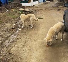 Gelibolu’da hayvanseverlerden kışın soğuk günlerinde sokak hayvanlarına destek