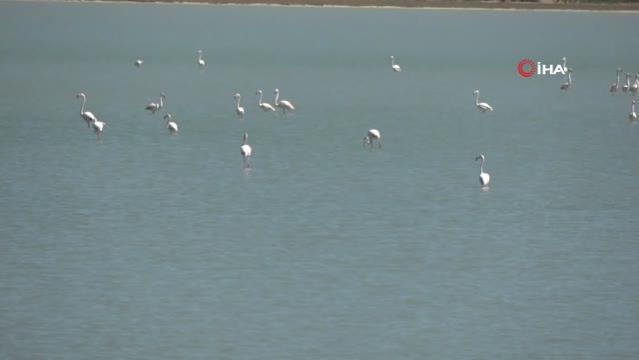 Suvla Gölü, göç eden flamingoları ağırladı