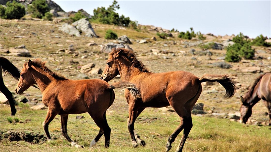 Kazdağları’nda yaşayan yılkı atları doğal ortamlarında görüntülendi