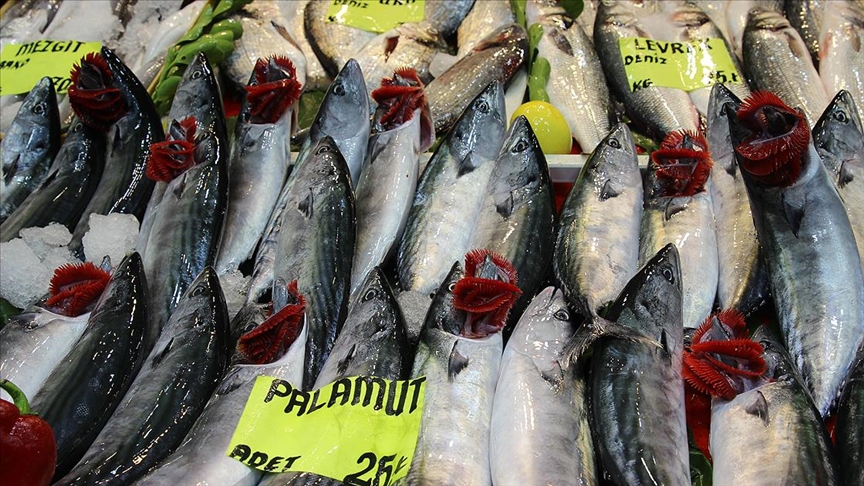 Çanakkale’de denizden 4 bin palamutla dönen balıkçıların yüzü güldü