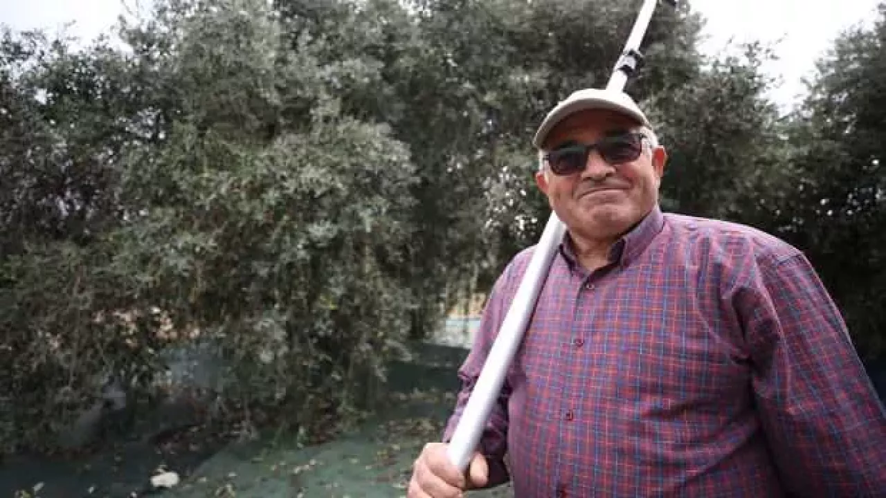 Emekli ziraat mühendisi bahçesindeki zeytin ağaçlarının verimini 10 kat artırdı